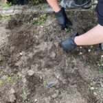 サツマイモ物語　Vol.2～サツマイモの栽培記録集