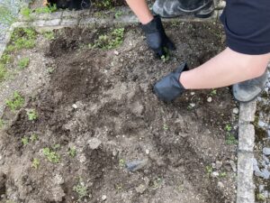 サツマイモ物語　Vol.2～サツマイモの栽培記録集