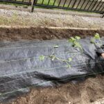 サツマイモ物語～毎年５月はサツマイモの植え付け