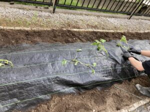 サツマイモ物語～毎年５月はサツマイモの植え付け