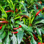 自家製ラー油のレシピ