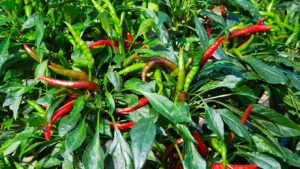 自家製ラー油のレシピ