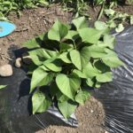 サツマイモ物語 Vol.3～つる返し！