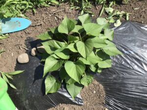 サツマイモ物語 Vol.3～つる返し！