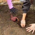 サツマイモ物語　最終章～サツマイモの収穫記録集