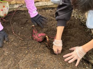 サツマイモ物語　最終章～サツマイモの収穫記録集