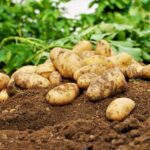 初心者に優しい家庭菜園向けの有機液肥