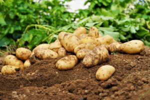 初心者に優しい家庭菜園向けの有機液肥