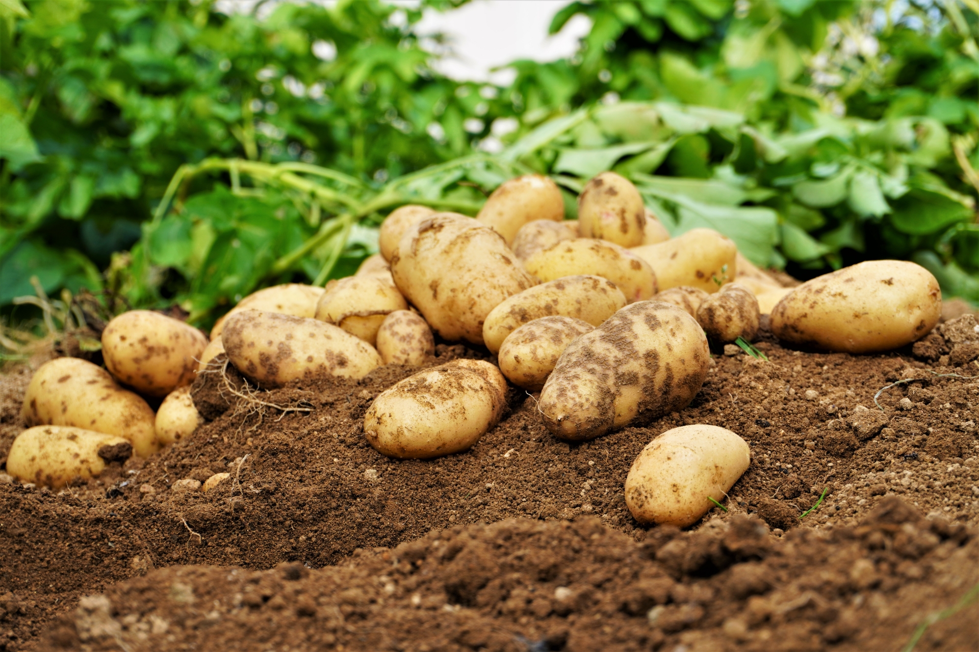 初心者に優しい家庭菜園向けの有機液肥
